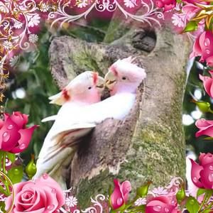 Meet your Posher, Solyadira